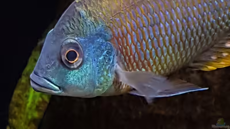 Otopharyx Tetrastigma  von Geert Vrancken (10)