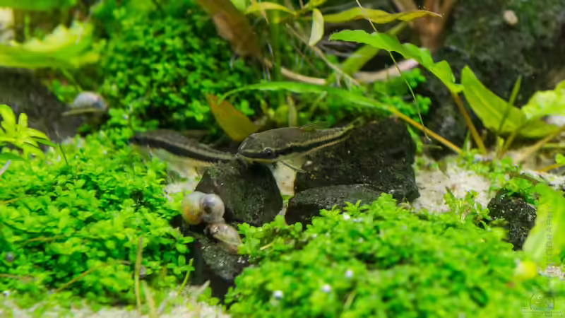 Otos  von Betta Chris (145)