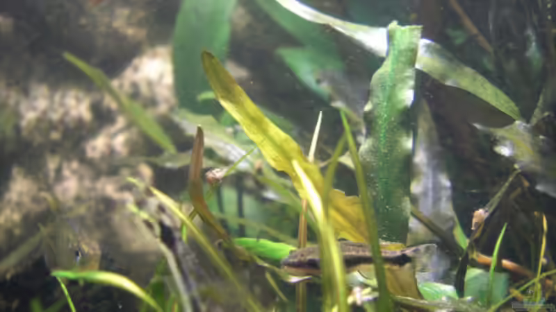 Otos beim Abhängen von **Die Julia** (19)