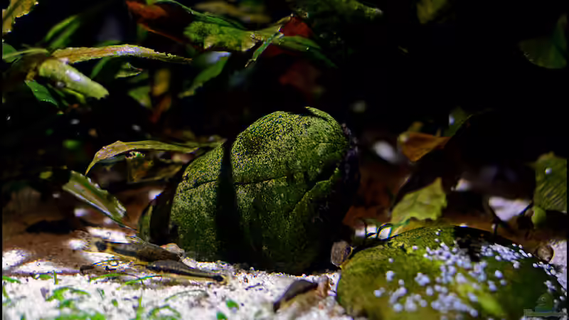 Otos beim Entspannen von Tuduhi (8)