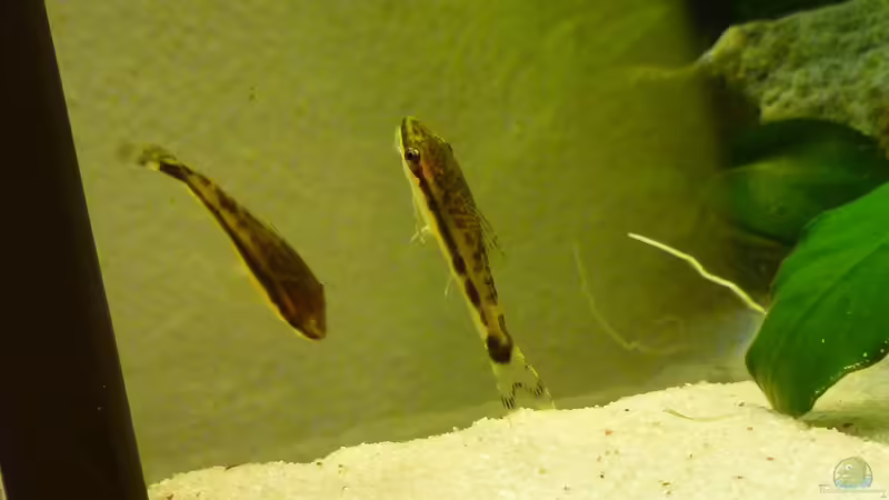 Otos von tanja4 (16)