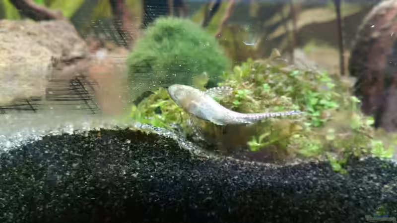 Otothyropsis direkt nach dem Einsatz. Hier kann man wunderschön sehen, wie er den von Zwergwels Fan (5)