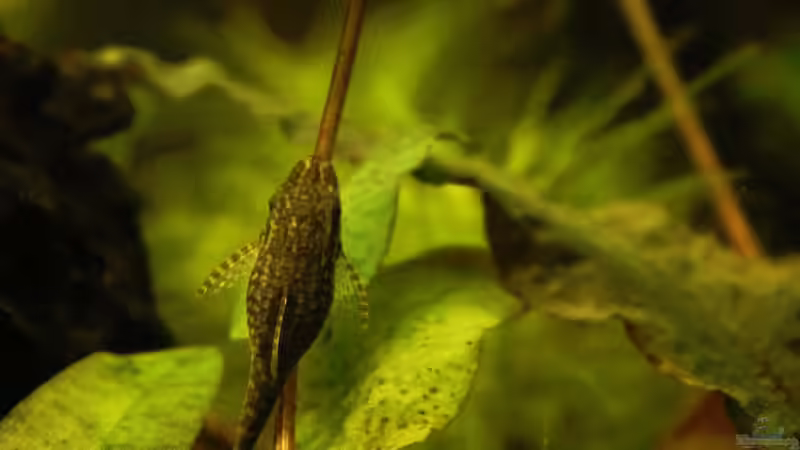 Aquarien mit Otocinclus negros (Brauner Ohrgitterharnischwels)