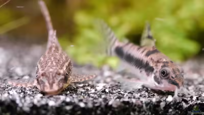 Otothyropsis piribebuy und Corydoras habrosus direkt nebeneinander. Funktioniert problemlos. von Zwergwels Fan (11)