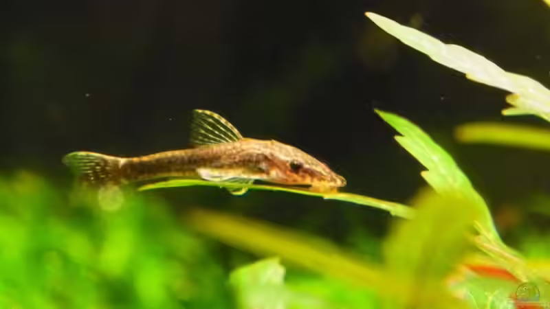 Otothyropsis piribebuy von YoshiMaus (26)