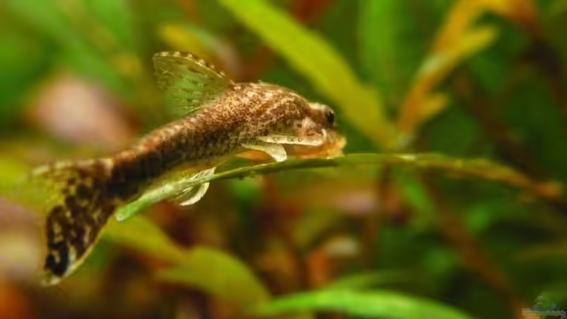 Otothyropsis piribebuy von YoshiMaus (27)