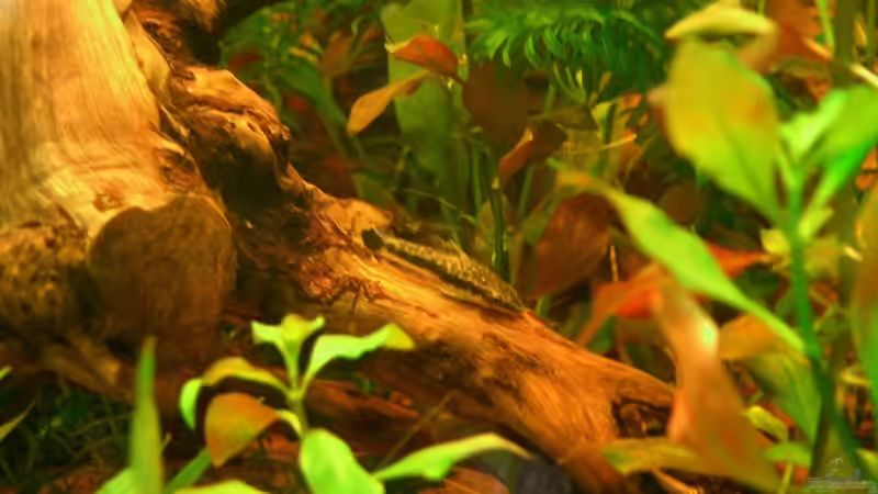 Otti beim Relaxen von wald-muckel (12)