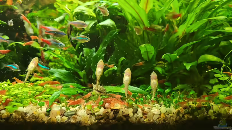 Ottis   Neons von KleinerFisch (20)