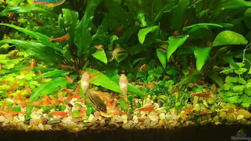 Ottis von KleinerFisch (18)