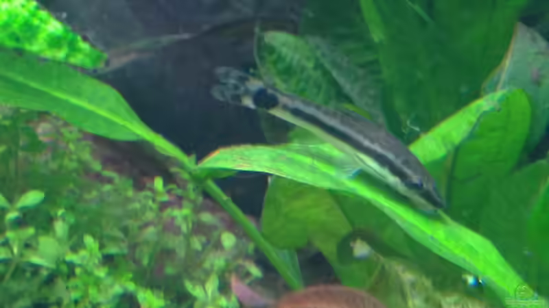 Otto auf Dschungelstar von Michel (19)