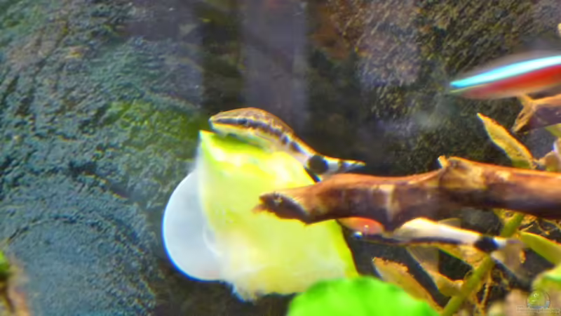 Otto auf Gurke von Michel (6)