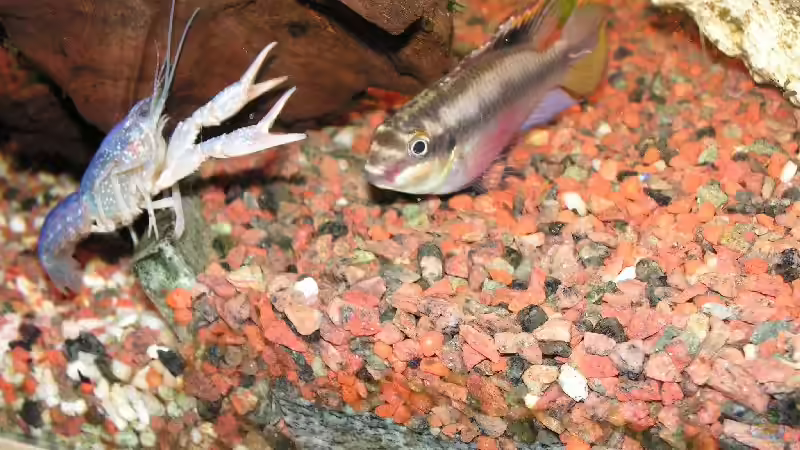 Otto hat leider letzten Samstag eine Wanderung gemacht. Zu lange... von Manuela Vogt (14)