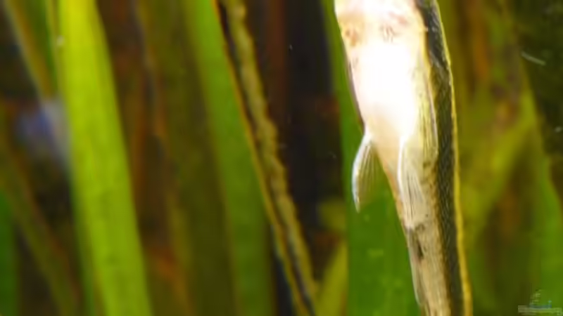 Otto in der Nahaufnahme von Danne86 (15)