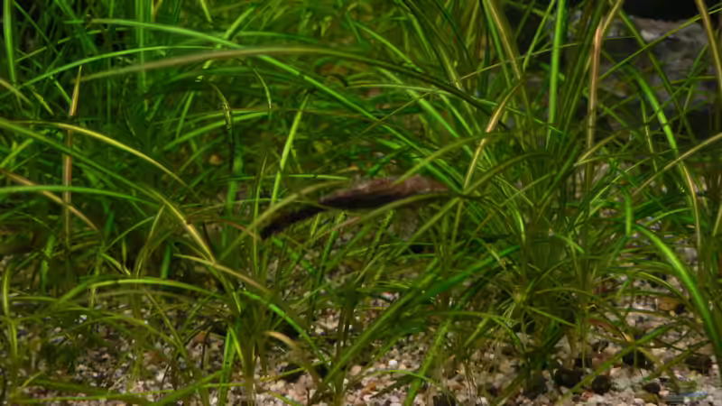 Otto vom Service von Zapfenmanderl (38)