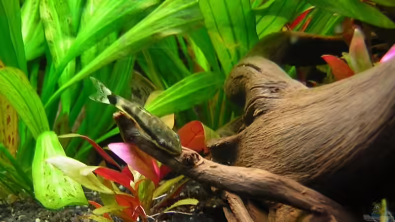 Otto von Remo Hannemann (2)