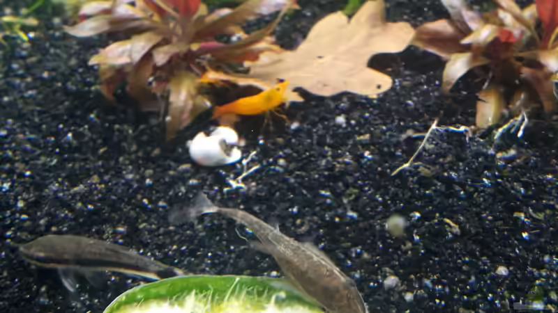 Ottos und Garnelen fressen Gurke von Schallex (24)