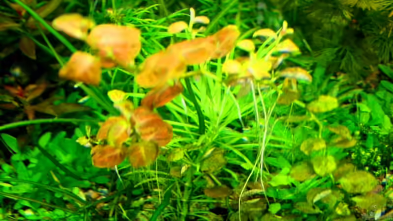 Ovalblättrige Ludwigie (Ludwigia ovalis) von @mazonas (28)