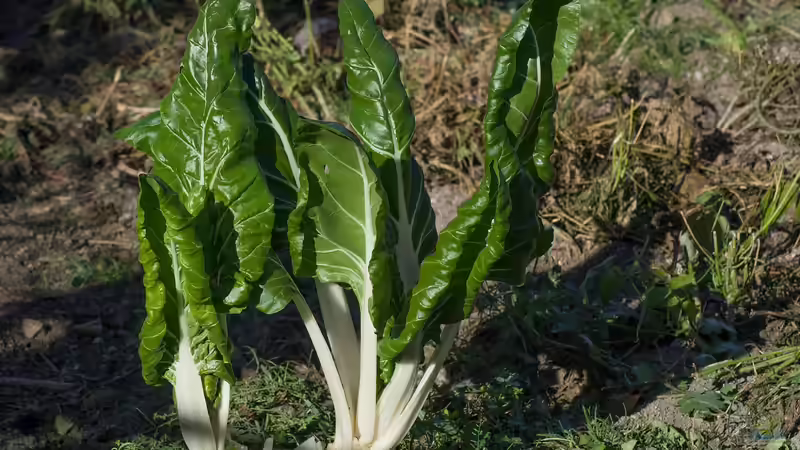 Oxalsäure im Garten: Wirkung, Vorkommen, Nutzen und Risiken umfassend erklärt