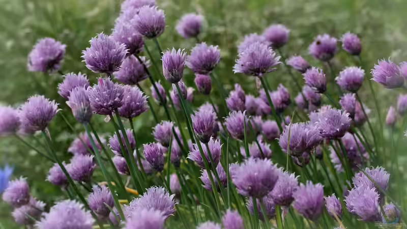 Oxalsäure im Garten: Wirkung, Vorkommen, Nutzen und Risiken umfassend erklärt