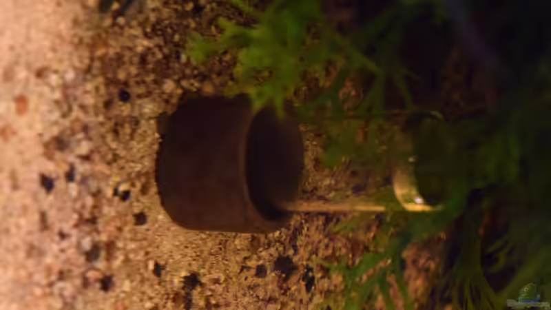 Oxidator Mini von Junglist (39)