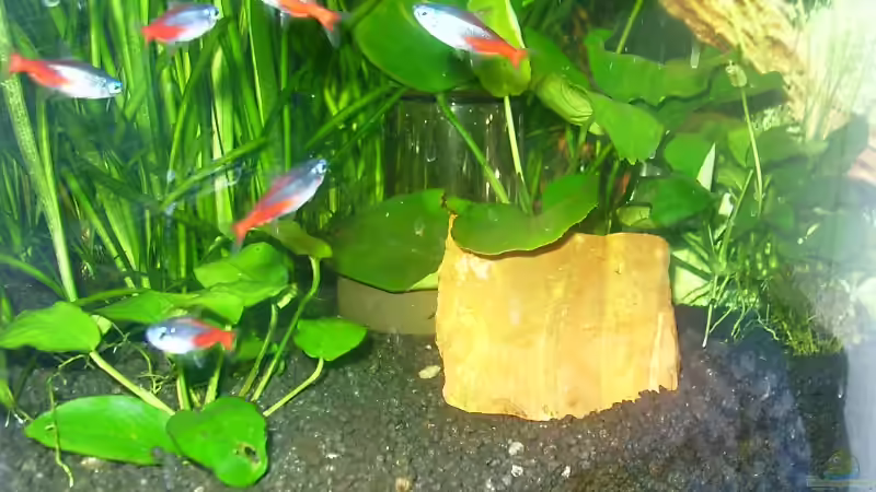 Oxydator  von Mellie (13)