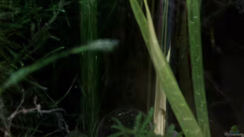 Oxydator mit 6%tiger Lösung von Marc Joist (14)