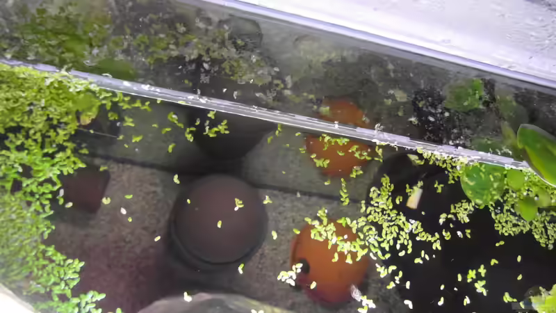 Oxydator von Intershrimpview (4)