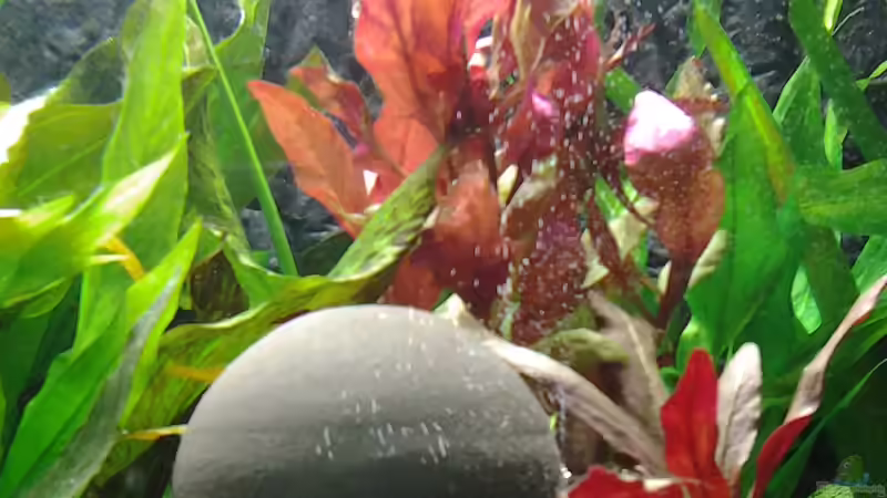 oxydator von phrankdiddie (13)