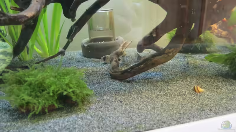 Oxydator von Skalarjoe (24)