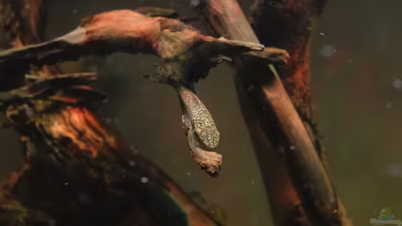 Oxyropsis carinata im Aquarium halten (Einrichtungsbeispiele für Kiel-Harnischwelse)