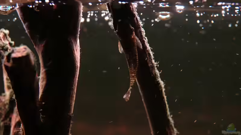 Oxyropsis carinata von Philip (44)