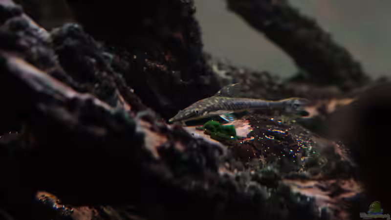 Oxyropsis carinata von Philip (45)