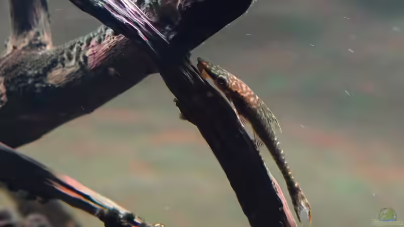 Oxyropsis carinata im Aquarium halten (Einrichtungsbeispiele für Kiel-Harnischwelse)