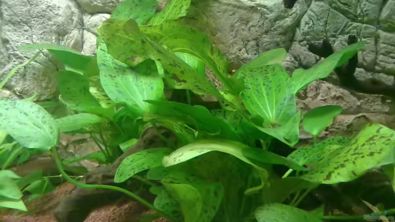 Ozelot ´green´ von Blue2 (9)