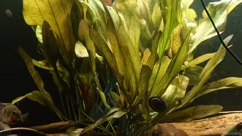 OZELOT rechts von DennisTheMenis (5)