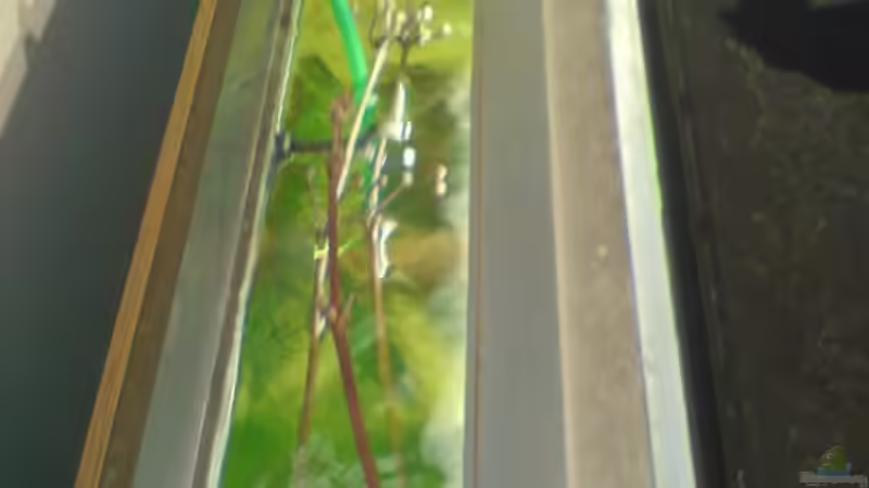 Ozelot Red ableger von Manuel Brandt (15)