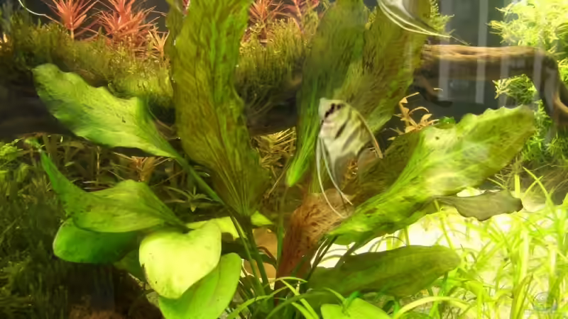 ozelot red von Marmax (17)