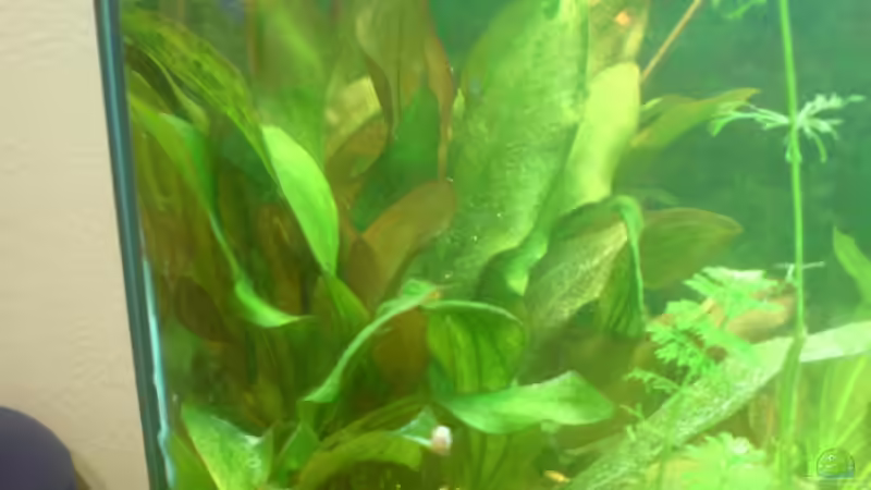 Ozelot Rot von Manuel Brandt (14)