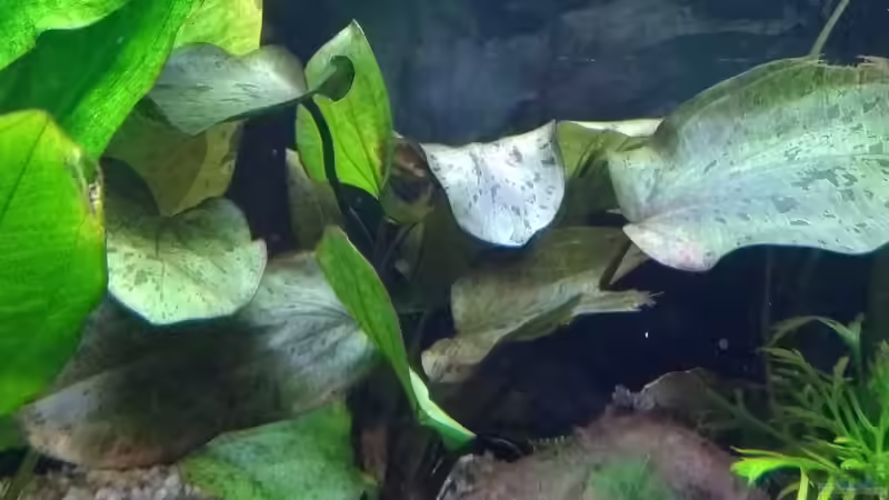 Ozelot-Schwertpflanze, Echinodorus Ozelot von Stephy (23)