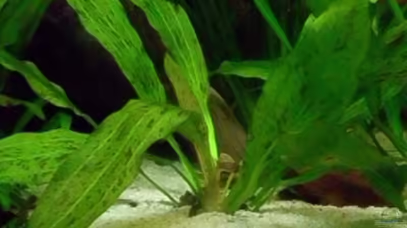 ozelot von rattenfreak (15)