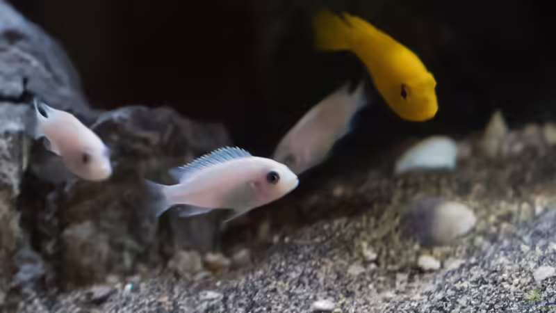 P. Callainos PEARL WHITE von 77Markus (8)