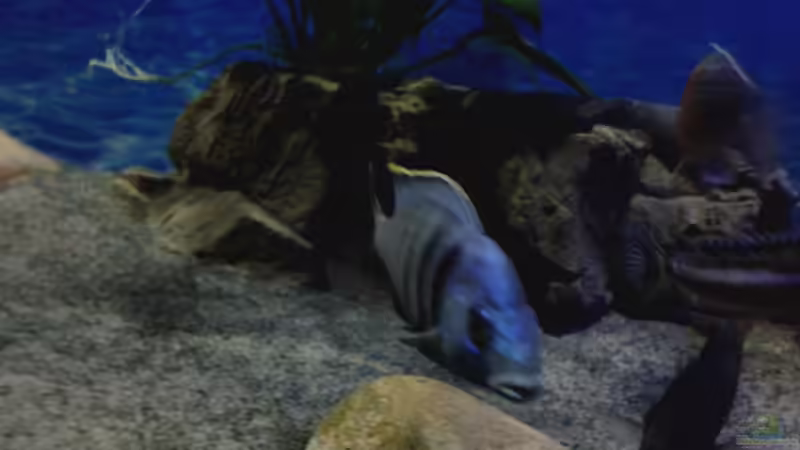 P. electra von Noah (40)