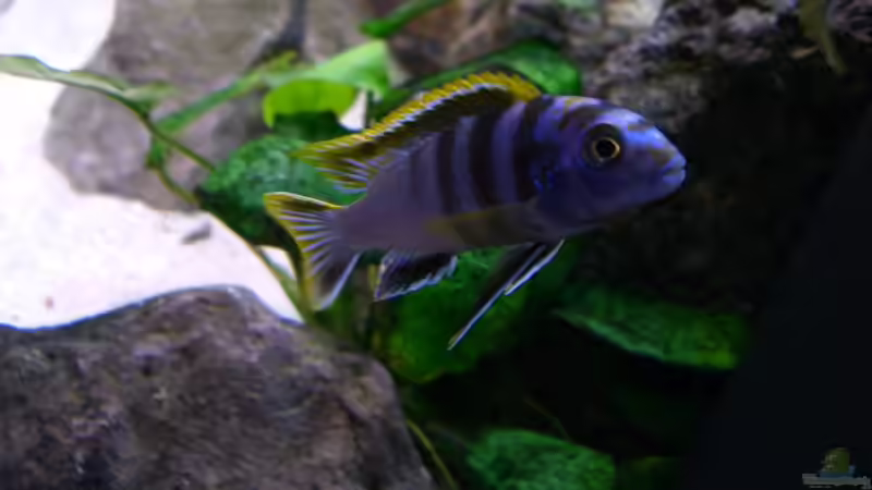 P. elongatus Männchen von chanty (19)