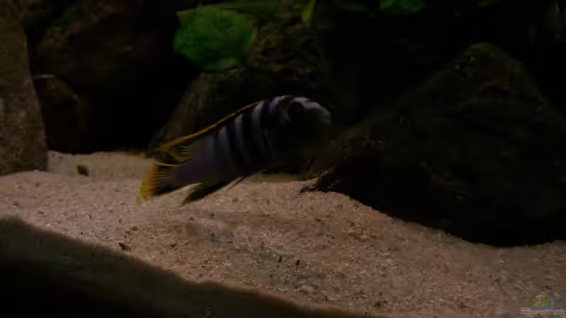 P. elongatus Männchen von chanty (20)