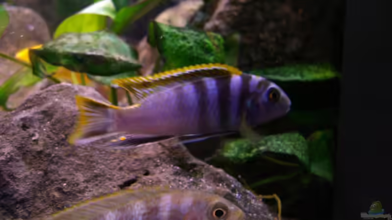 P. elongatus von chanty (22)