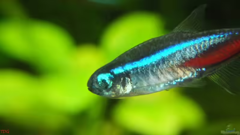 P. inessi mit blindem Auge von TDG (11)