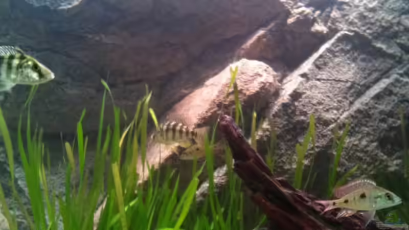 P. johnstoni Weibchen links und O. tetrastigma Bock rechts von TheToxicAvenger (31)