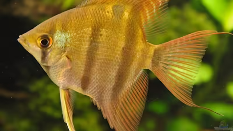 P. leopoldi von diveman (19)