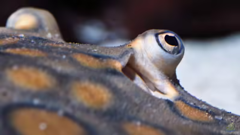 P. Motoro spec. Peru von Christian Daniel (5)