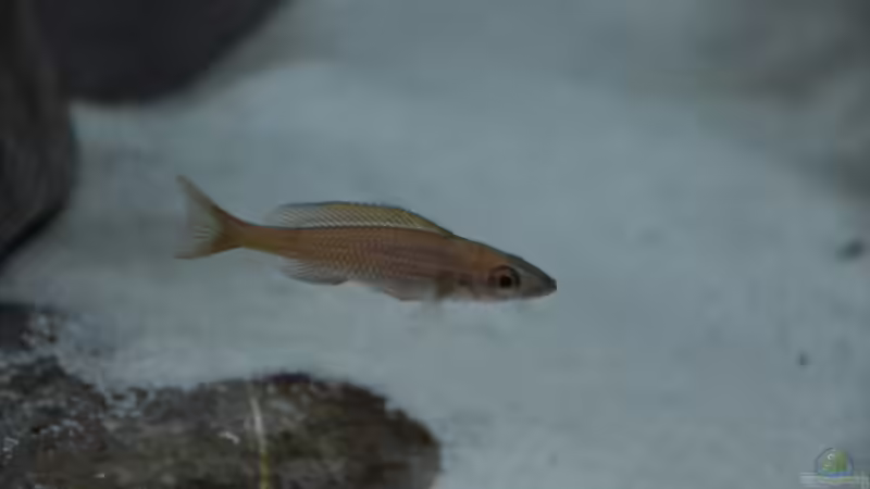 P. nigripinnis - so langsam wirds farbig von Scada (3)